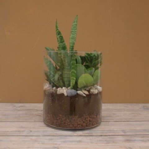 Cilinder vaas met planten